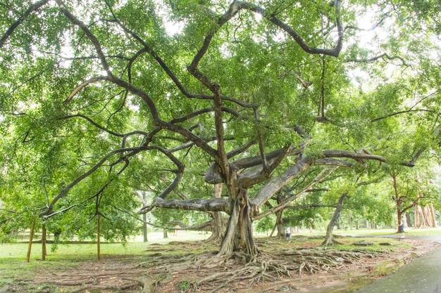 A tree with roots in the middle of it