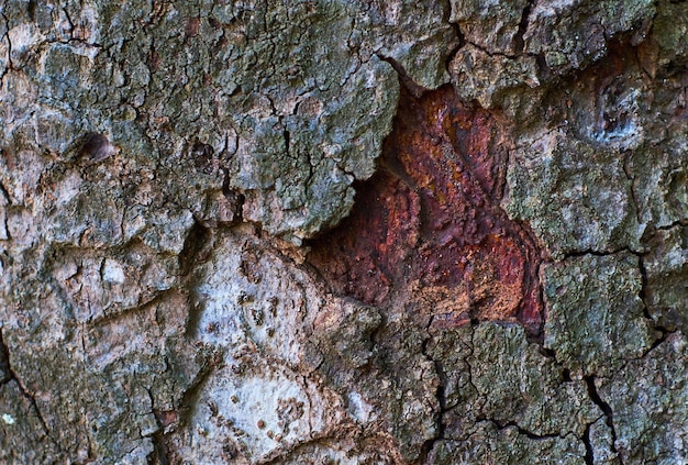 A tree with rust on it