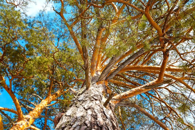 Tree with several branches