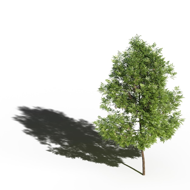 Foto albero con un'ombra sotto di esso isolato su sfondo bianco illustrazione 3d cg render