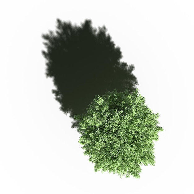 Foto albero con un'ombra sotto di esso, vista dall'alto, isolato su sfondo bianco, illustrazione 3d, rendering cg