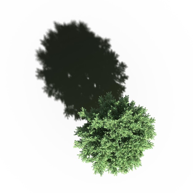 tree with a shadow under it, top view, isolated on white background, 3D illustration, cg render