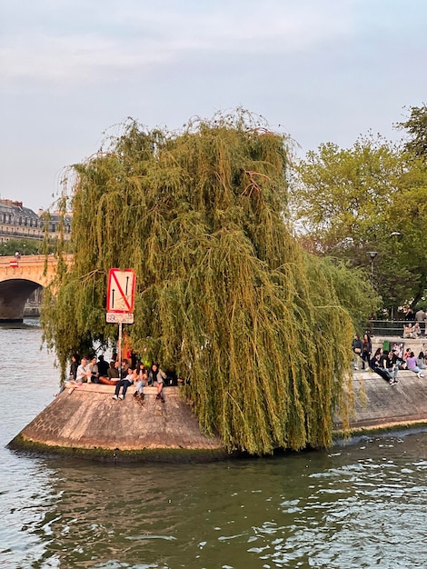 A tree with a sign that says'n'on it