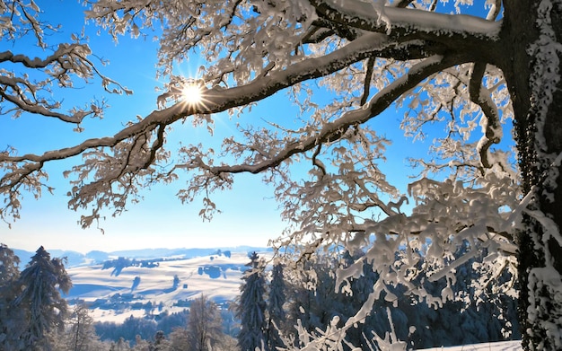 дерево со снегом на нем и солнцем, сияющим сквозь него