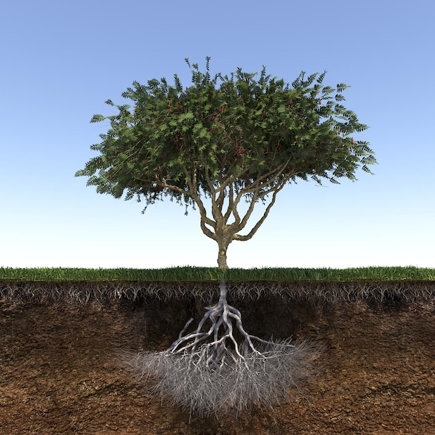 Foto albero con radici forti e profonde, rendering 3d