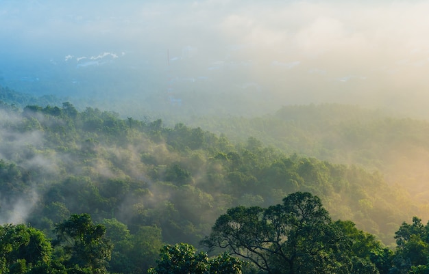 Premium Photo | Tree with sun on morning time.