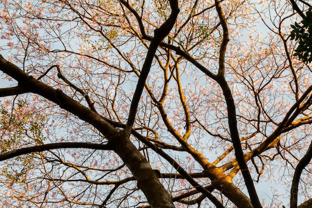 A tree with the sun shining through the branches