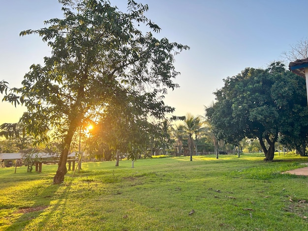 a tree with the sun shining through it