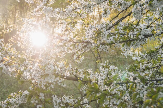 Foto un albero con il sole che splende attraverso le foglie