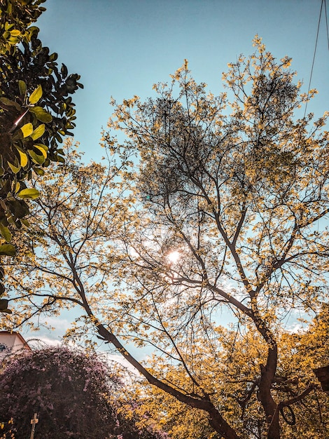 A tree with the sun shining through the leaves