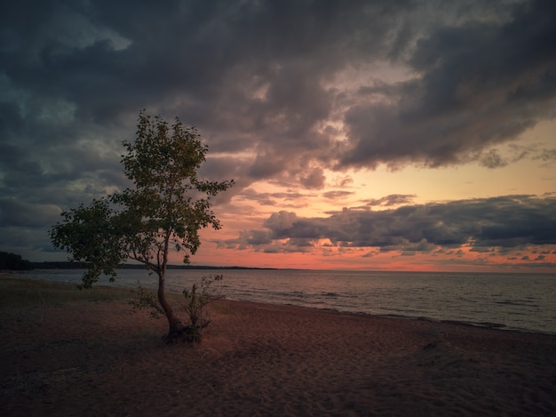 tree with sunset landscape on the beach