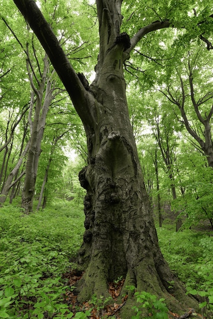 a tree with a thick trunk in the middle of a forest