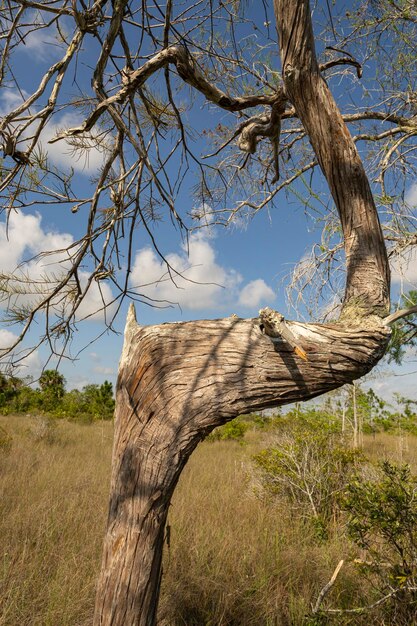 a tree with a tree trunk that has a tree trunk that has a tree trunk that has a tree trunk that has a tree trunk that has a branch with a tree trunk that has a tree