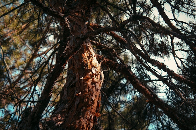 A tree with a tree trunk that has a tree trunk that has a tree trunk that has a tree trunk that has a tree trunk that has a tree trunk.