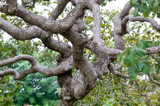 A tree with a twisted branch and leaves