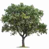 Photo a tree with a white background that says quot the word quot on it