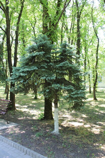 Foto un albero con corteccia bianca in un parco