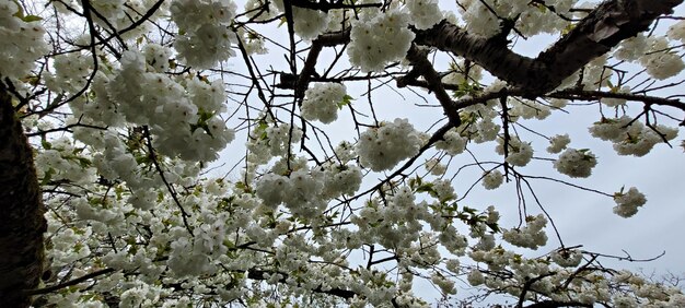 青い空を背景に白い花が咲く木