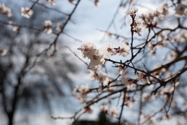 背景に白い花が咲く木