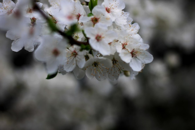 A tree with white flowers and a black background