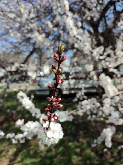 Photo a tree with white flowers in bloom