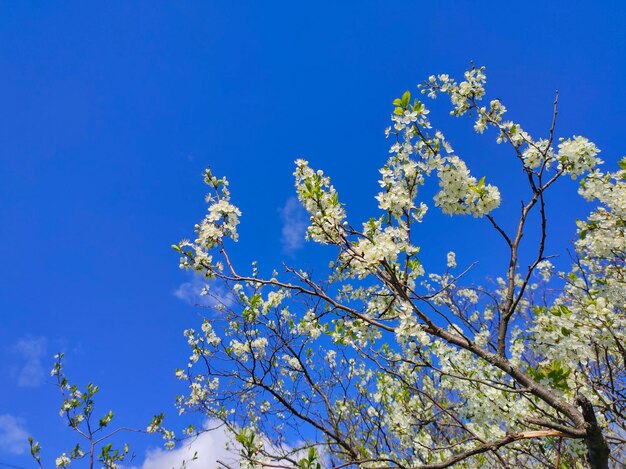 A tree with white flowers and a blue sky in the background