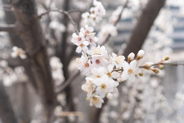 Photo a tree with white flowers in the city of seoul.