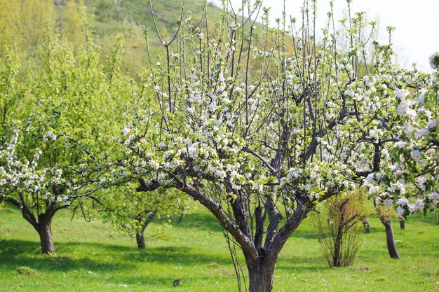 Photo a tree with white flowers in a field with green grass and trees in the background.