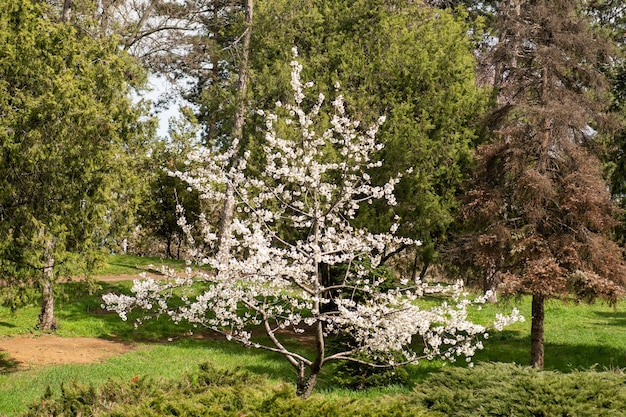 Photo a tree with white flowers in the foreground with a green forest in the background.