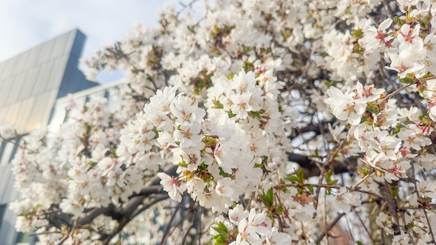 ビルの前に白い花が咲く木