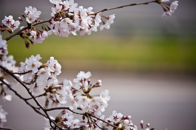 Photo a tree with white flowers in front of a road