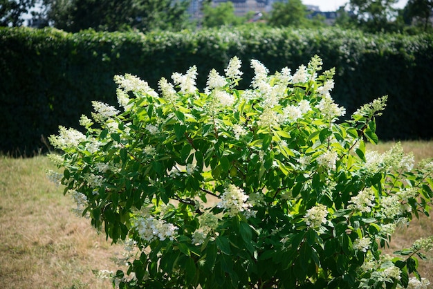 A tree with white flowers in a garden