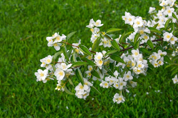 A tree with white flowers and green leaves in front of a green lawn.