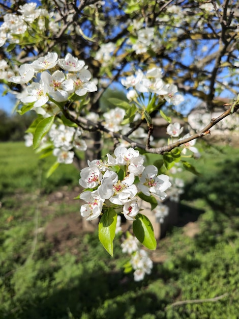 A tree with white flowers and green leaves with the word apple on it.