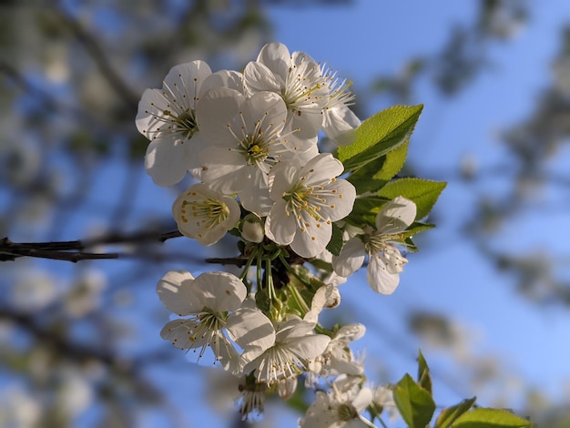 A tree with white flowers and green leaves