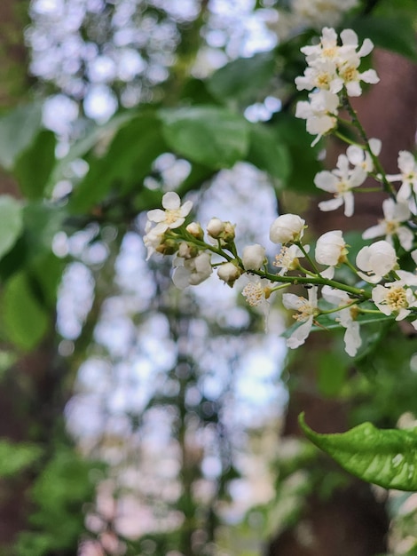 白い花と緑の葉を持つ木