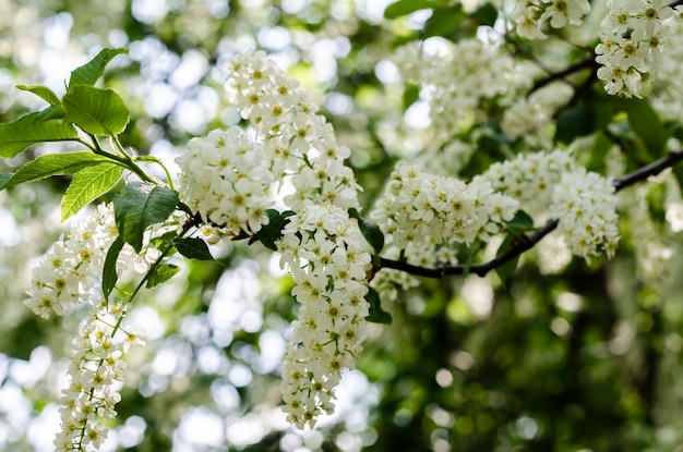 A tree with white flowers and green leaves