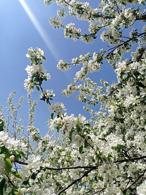 A tree with white flowers and green leaves