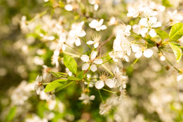 A tree with white flowers and green leaves
