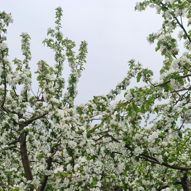 A tree with white flowers and green leaves