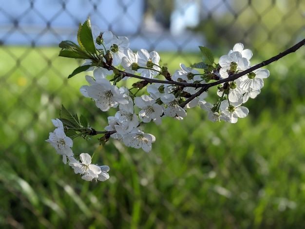 A tree with white flowers is in front of a fence.