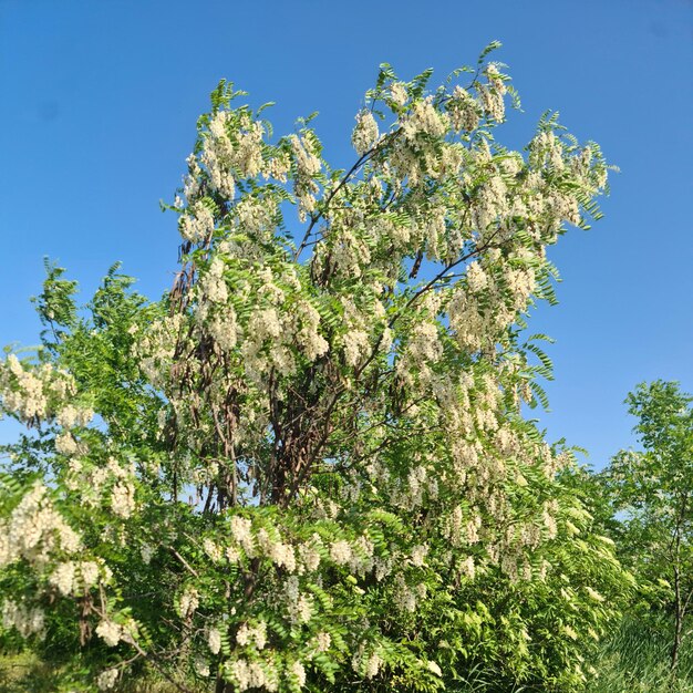 A tree with white flowers on it