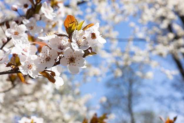 A tree with white flowers and the sky is blue.