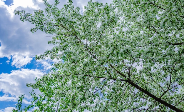 A tree with white flowers in the sky