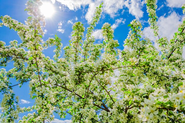 A tree with white flowers in the sky