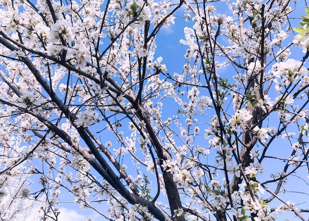 A tree with white flowers in the sky