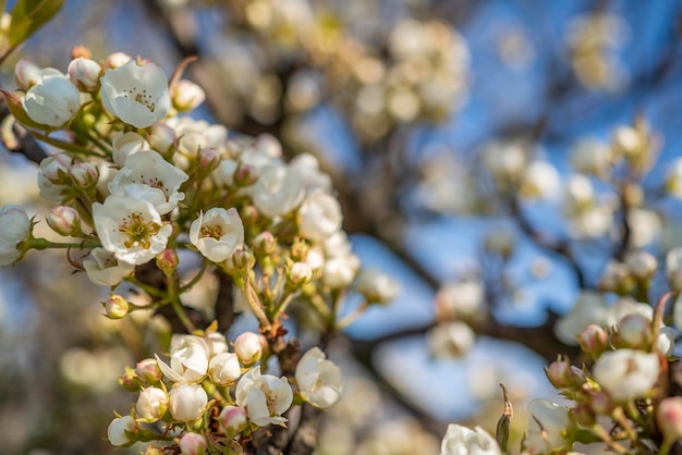 A tree with white flowers in the spring