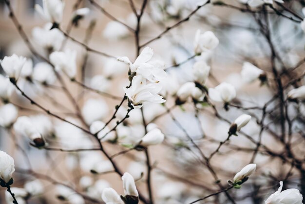 春に白い花を咲かせる木