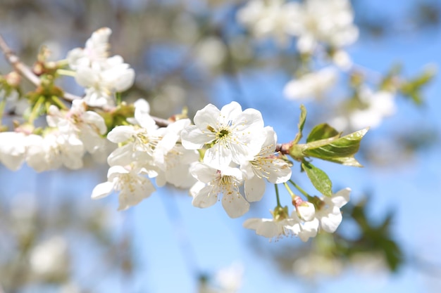 A tree with white flowers in the spring