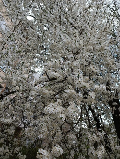 A tree with white flowers in the spring.